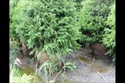 HH Farm Spruce Trees 5 to 6 ft Tall