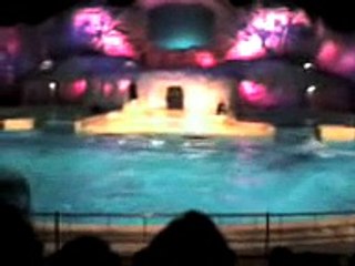Dolfin Show @ Dolfinarium Harderwijk NL
