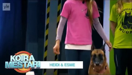 Un golden retriever participe à un parcours de façon hilarante !