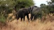 African Safari: Elephants Fighting