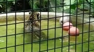 香港動植物公園-美洲虎 Part.2