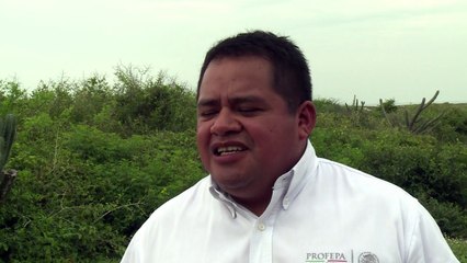 Drones para proteger a las tortugas en México