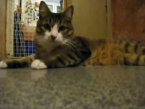 Кот прикольно поёт!