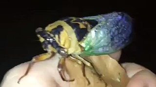 Cicada totem