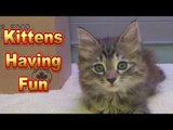 Kittens having fun put to Nursery Rhymes,