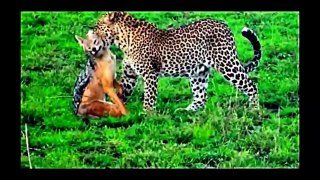 ANIMALS WAR - PART 1 - LION, LEOPARD, EAGLE, HYENA - FULL HD