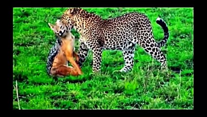 ANIMALS WAR - PART 1 - LION, LEOPARD, EAGLE, HYENA - FULL HD
