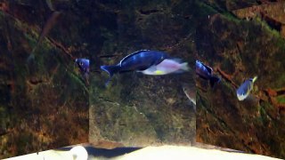Cyprichromis leptosoma Kitumba super dark blue male dominates - PISCES