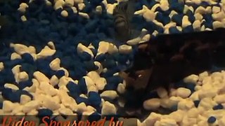 Cichlids Laying Egg's Fish Tank Part 2