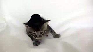 A mamá gato no le gustan los sombreros
