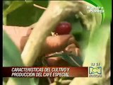 CARACTERISTICAS DEL  CULTIVO  Y PRODUCCION DEL CAFÈ ESPECIAL.avi