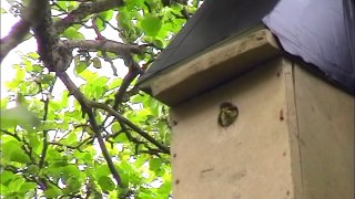 Last Blue tit chick to leave the nest box
