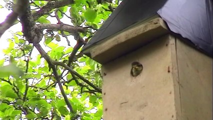 Last Blue tit chick to leave the nest box