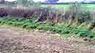 maverick jumping 1 45m + hedge