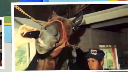 Tennessee Walking Horse Champions