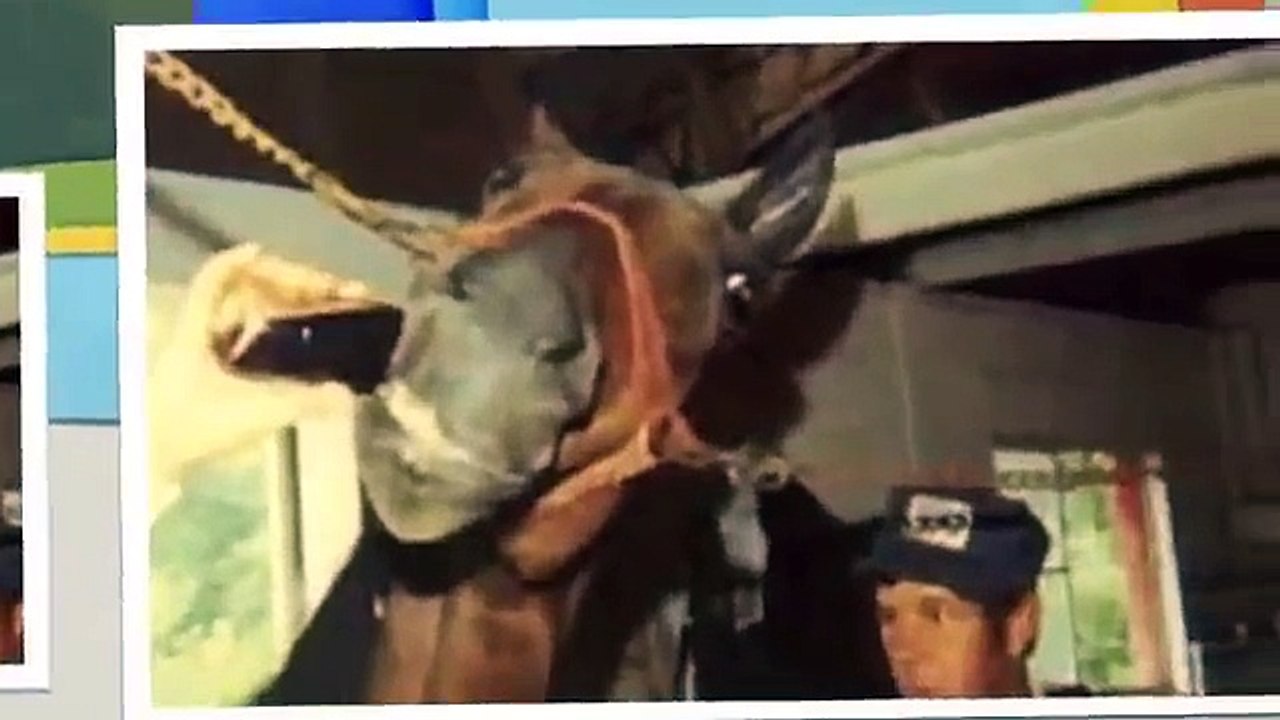 Tennessee Walking Horse Champions