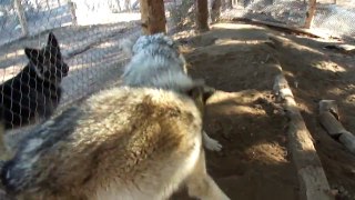 Wolfdog Battle Time