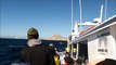 San Francisco Whale Watching Trip to the Farallon Islands