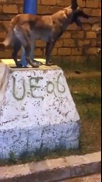 ♣♦◘Dressage D'un Malinois ♣♦◘.. Poids Lourd