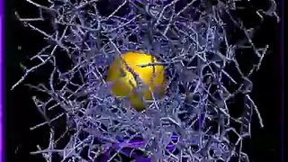 Simulation of a Colloid in Entangled Semiflexible Polymer Network