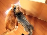 くるねこ大和　トッティ父子とトラ松