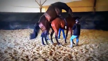 NEW animal sexxyyy crazy videos   funny video 2014 Part6