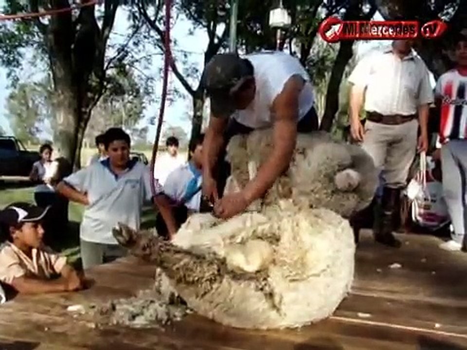 Esquila de Ovejas