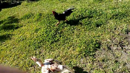 Gallos de riña Uruguay
