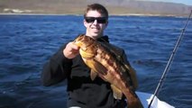 Lucky B TV- San Clemente Island Yellowtail and Calico Bass