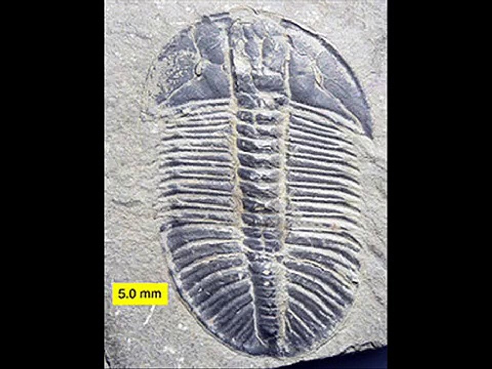 animales prehistoricos parte 6 trilobita