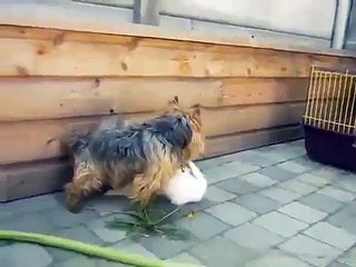 rabbit mating with dogs   Funny animal videos