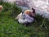 funny rabbit rape chicken, Funny animal mating videos