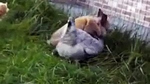 funny rabbit rape chicken, Funny animal mating videos