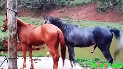 Funny videos   Animal matting 2015   Funny fail videos 2015, Funny animal videos 2015 part 2