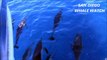 Pacific White-Sided Dolphins and Common Dolphins