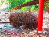 Great bowerbird (Chlamydera nuchalis) dancing for a female