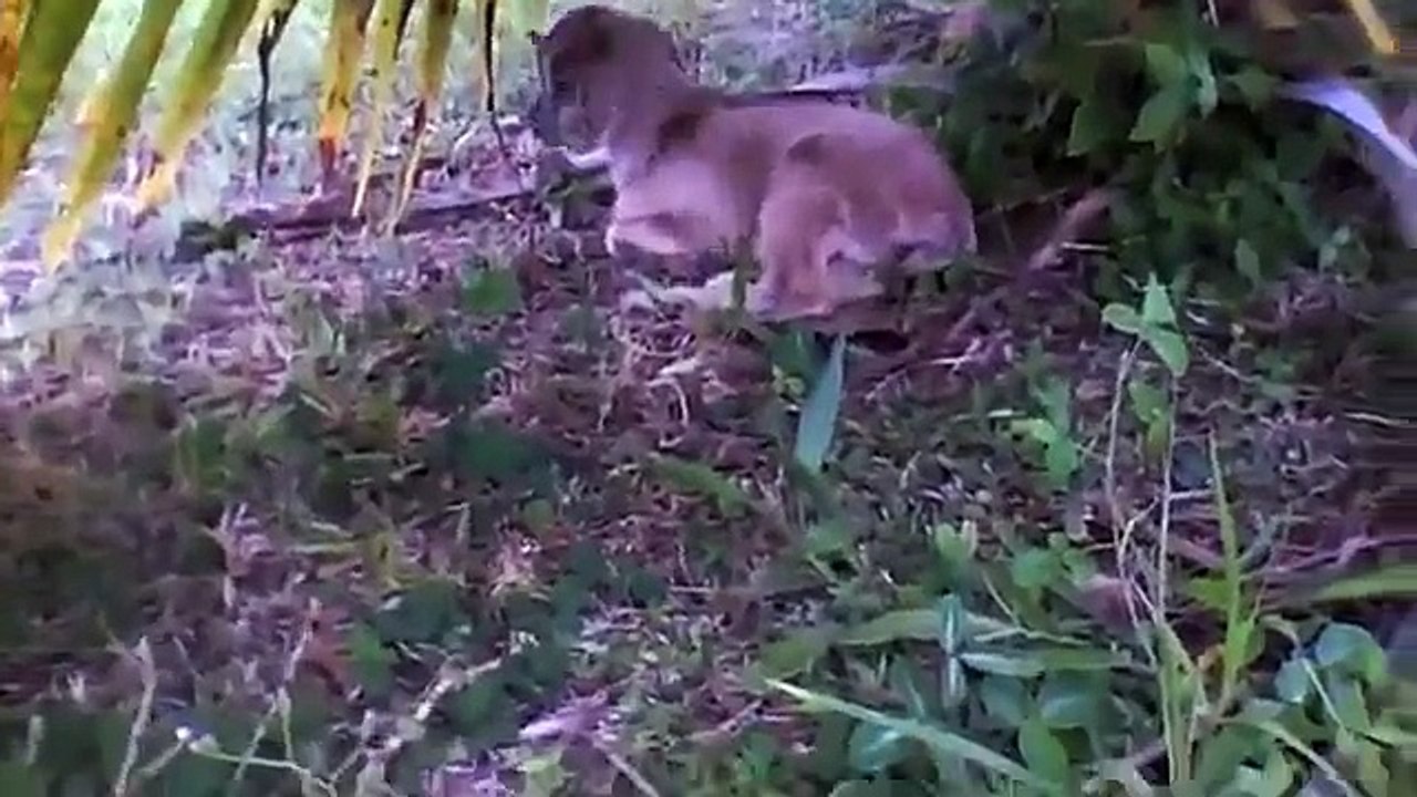 bottle fed baby goat at 2 weeks old with kitten