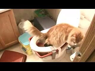 cat toilet training
