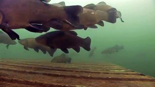 فيلم عن سمك المبروك