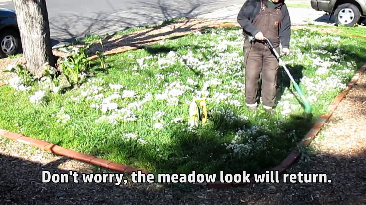 1 Year Update! | 'Fleur de Lawn' | Drought Tolerant, Self Feeding Alternative Lawn