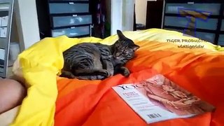 Funny Cat Collections P1