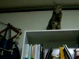 Korean short hair cat playing