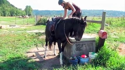 Training a Mule to Line Up at the Mounting Block for Riding