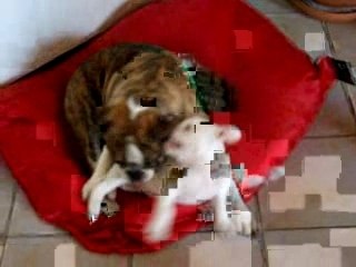 qui va gagner, la brioche ou le muffin