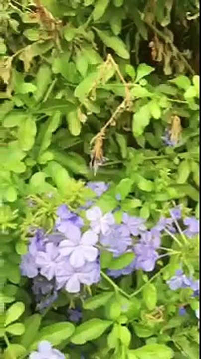 Bee-pocalypse Now
