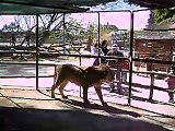 Dentro da jaula dos leões - Zoo de Luján, Argentina.