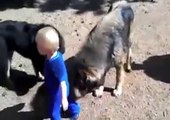 Tibetan mastiffs - Gentle Giants
