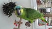 Papagaio Amazona aestiva