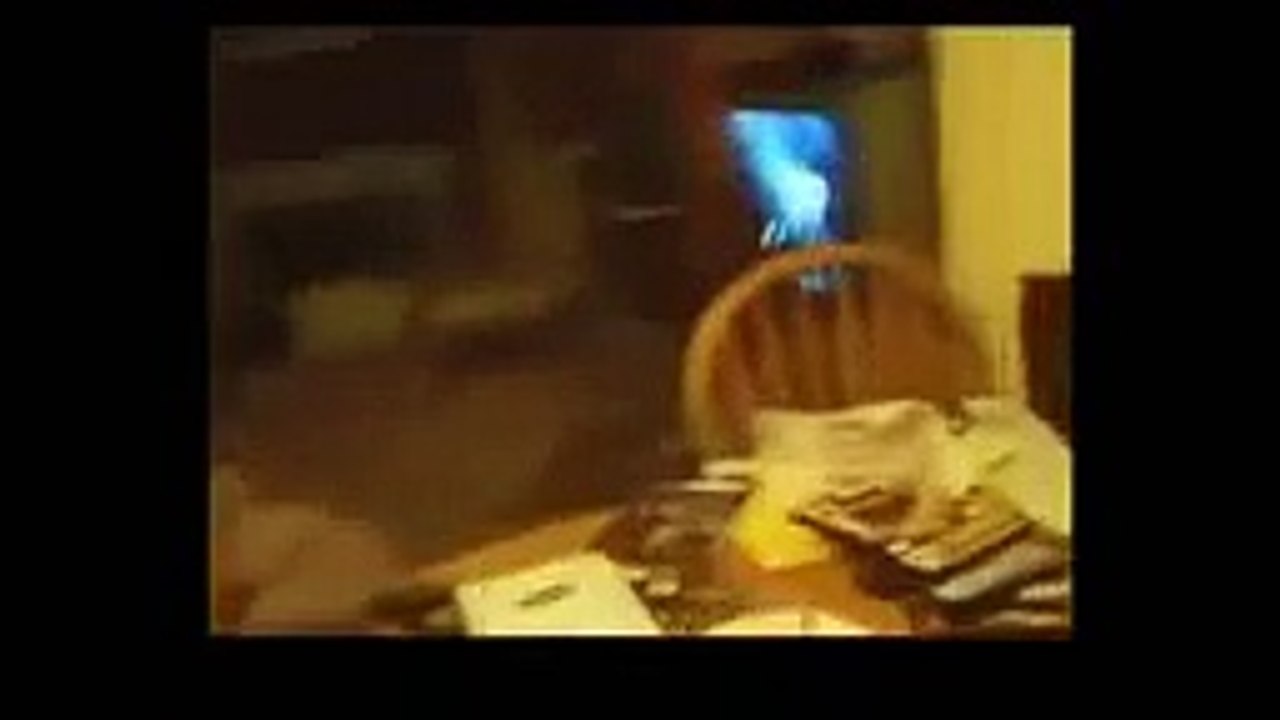 Funny Cats Video Funny Cat Videos Ever Funny Videos 2015 Funny Animals Funny Animal Videos 1