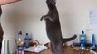 Russian Blue standing on her hind legs